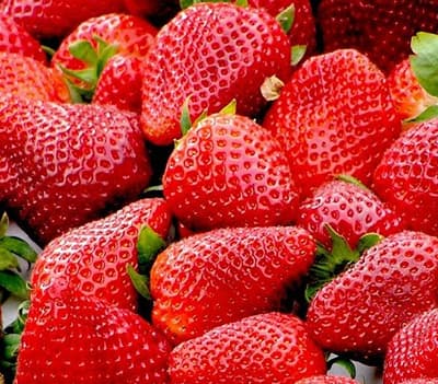 Fraises de Pays