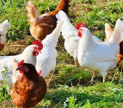 Volailles de Wirwignes